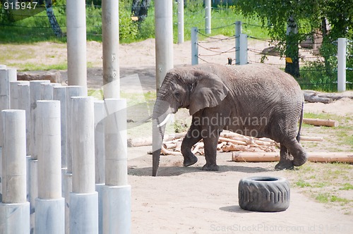 Image of Elephant in zoo