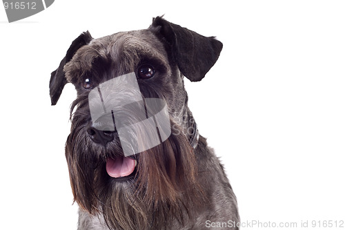 Image of miniature schnauzer