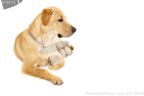 Image of Puppy Labrador retriever cream