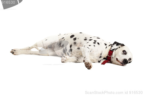 Image of sleeping dalmatian