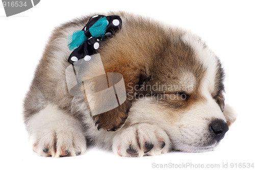 Image of sleeping puppy