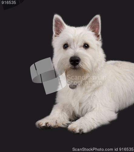 Image of West Highland White Terrier