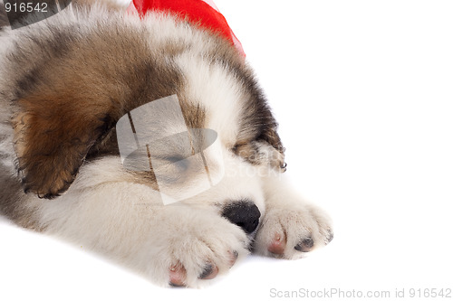 Image of sleeping bucovinean shepard
