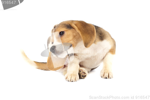 Image of beagle puppy scratching