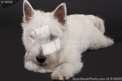 Image of West Highland Terrier