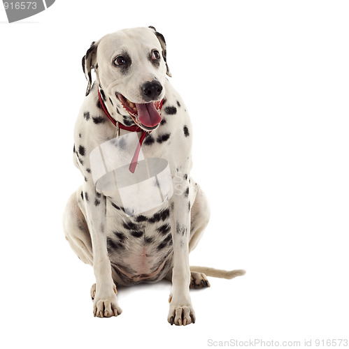 Image of Dalmatian sitting