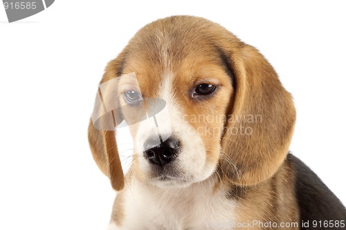 Image of  small beagle puppy