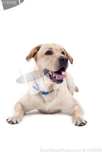 Image of panting labrador