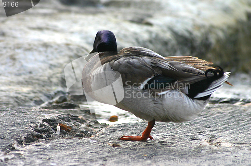 Image of A lonely duck with a short DOF on a rock on the beach