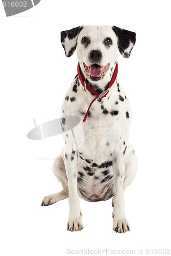 Image of seated dalmatian 