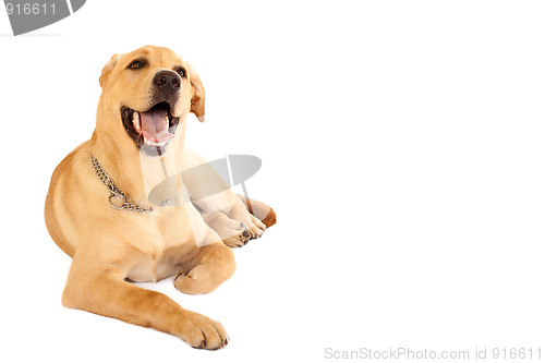 Image of seated Puppy Labrador 