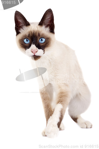 Image of cat ready to attack