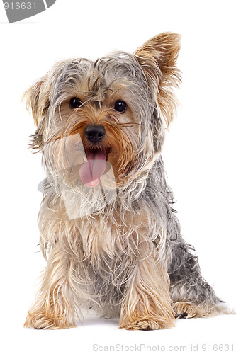 Image of Small Yorkshire Terrier