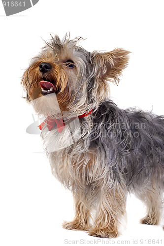 Image of Yorkshire Terrier panting