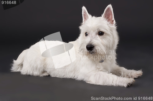 Image of West Highland White Terrier