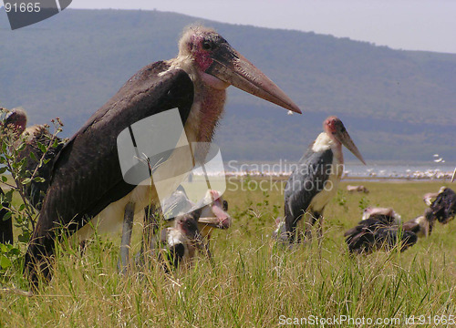 Image of marabou stork