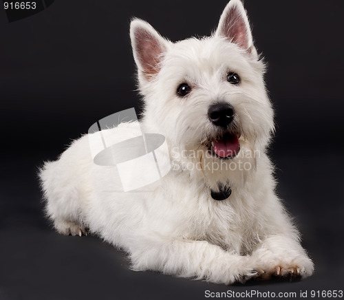 Image of West Highland White Terrier