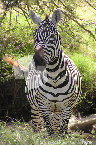 Image of zebra stallion keeps watch