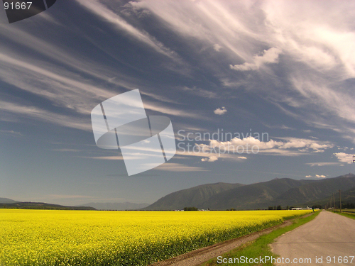 Image of canola field and windswept sky