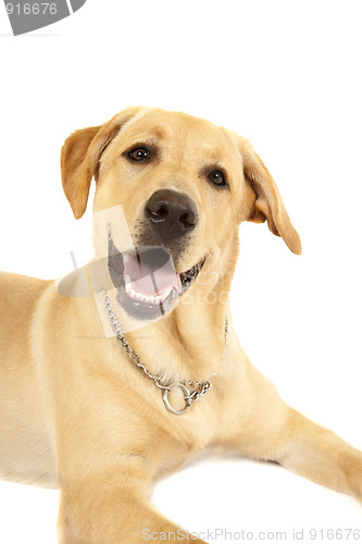 Image of Labrador dog