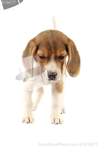 Image of Beagle puppy
