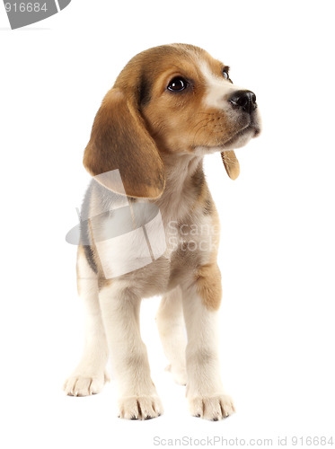 Image of sad little beagle