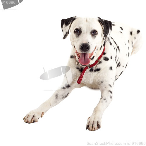 Image of seated dalmatian female