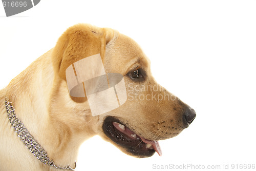 Image of Golden Retriever Portrait