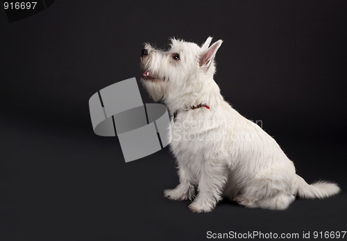 Image of westie looking at something