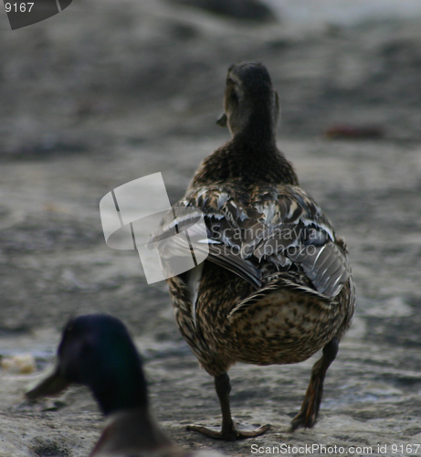 Image of Lost love between 2 ducks :)