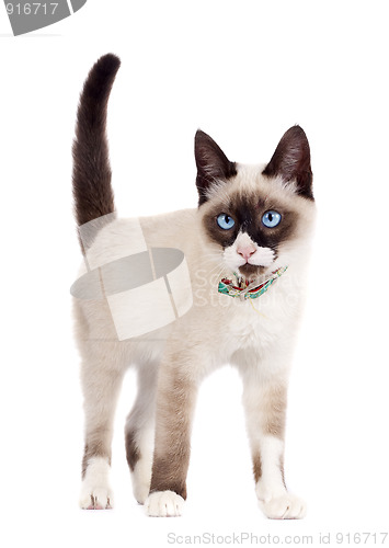 Image of Siamese cat standing