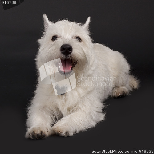 Image of westie with mouth open