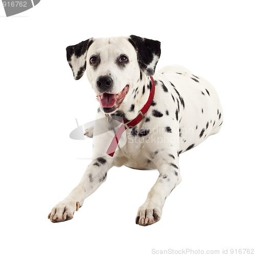 Image of seated dalmatian