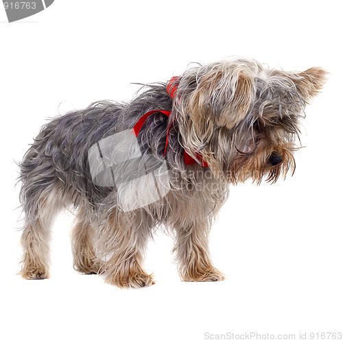 Image of  curious yorkshire terrier