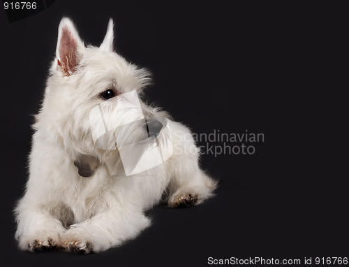 Image of westie looking to a side
