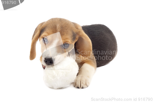 Image of  puppy chewing on a fur ball