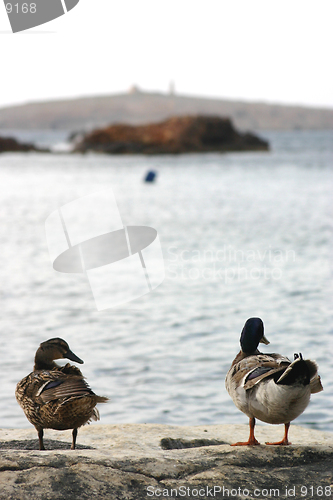 Image of Two ducks enjoying the view....