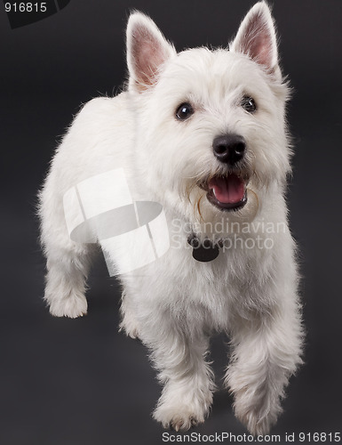 Image of curious westie