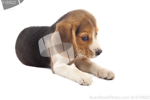 Image of sad beagle puppy 