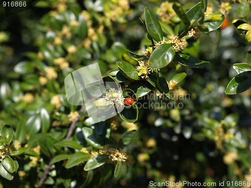 Image of Beetle