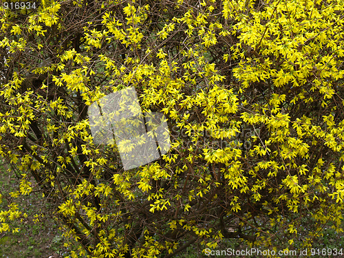 Image of Forsythia flowers