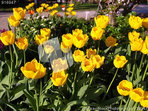 Image of Tulips