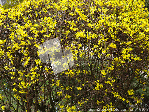 Image of Forsythia flowers