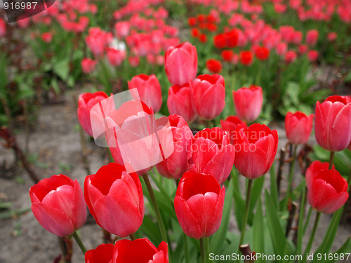 Image of Tulips