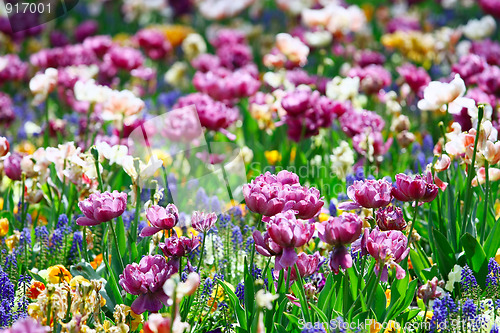 Image of Meadow with fowers