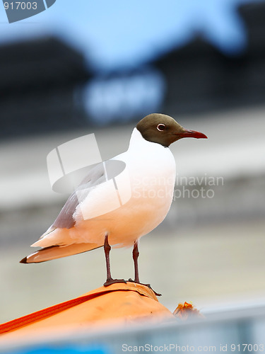 Image of Seagull