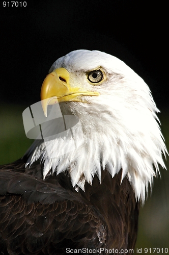 Image of Eagle