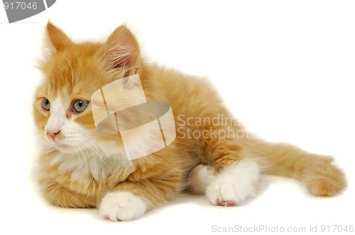 Image of Kitten