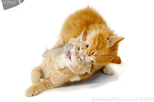 Image of Fighting kittens