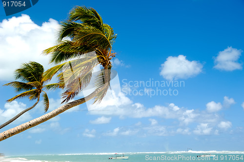 Image of Tropical beach